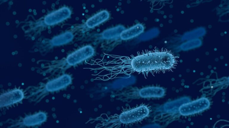 Bakterie mikrobioty jelitowej