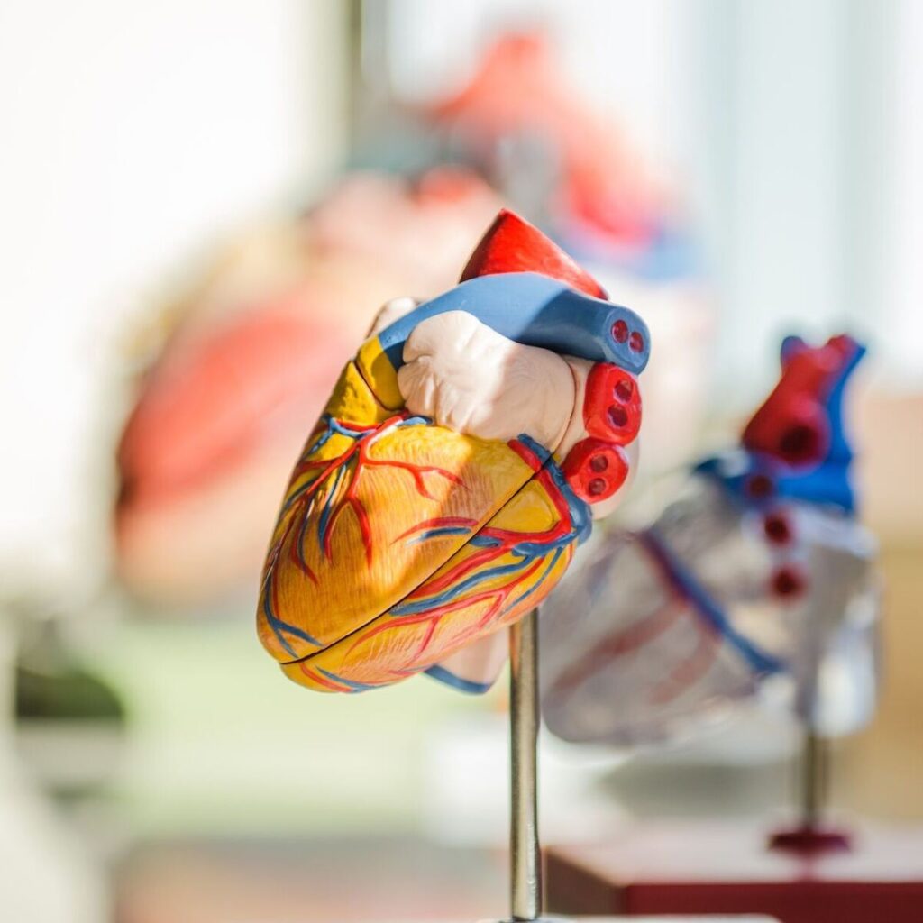 Model ludzkiego serca.
